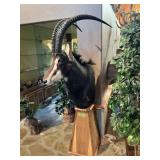 SABLE ANTELOPE ON PEDESTAL 37" LONG HORNS
