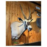 KALAHARI GEMSBOK 39" HORNS, 63" TALL