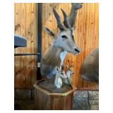 LIVINGSTON ELAND W 2 SMALL ANTELOPES ON STAND