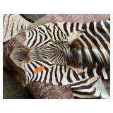 ZEBRA SKIN PIECES AND HEAD