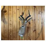 IMPALA 19" HORNS, ENTIRE MOUNT ~36"