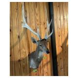 SIKA DEER- 55" TALL ~25" WIDE (4X3) HORNS