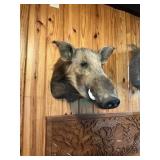WILD BOAR (BUSH PIG) 22" DEEP