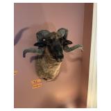 BLACK CORSICAN RAM, 23.5"X20.5"X18"
