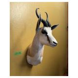 SPRING BOK, 31" TALL, 13" WIDE