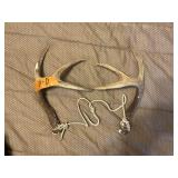 DEER ANTLERS