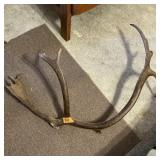 CARIBOU SHED, 1 HORN