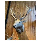 FALLOW DEER, APPROX 17 PT. SEE DETAILS