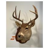WHITETAIL BUCK, SHOULDER MOUNT 8PT SEE DESC