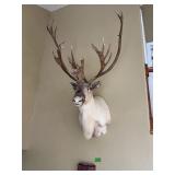 CARIBOU SHOULDER MOUNT 38" DX58"TX36"W