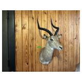 IMPALA 19" HORNS, ENTIRE MOUNT ~40"