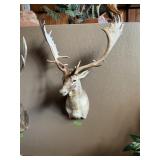 FALLOW DEER SHOULDER MOUNT SEE DESC