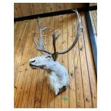 CARIBOU 36" HORN HEIGHT, 5 FT TALL, 38"WIDE