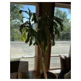 DRACAENA FRAGRANS AFRICAN CORN PLANT IN POT