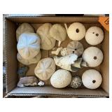 SEA SHELLS BOX