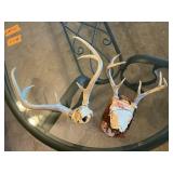 DEER HORNS, 2 SETS
