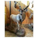 ELAND,GIANT LIFESIZE MOUNT ON STAND SEE DESC