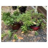 2 POTTED OUTDOOR PLANTS