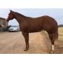 2YR OLD AQHA GELDING