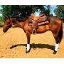 2YR OLD  16H AQHA GELDING