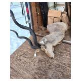 Kudu Shoulder Mount Taxidermy