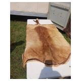 Black Tail Deer Skin Hide