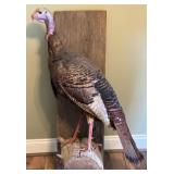 Vintage Eastern Wild Turkey Taxidermy Mounted