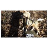 Small Concrete Horse