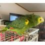 Amazon Parrot 33 yrs old with cage. Pick up only.