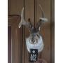 Jackalope