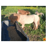 Young 3-Year Old Shetland Male Pony (unregistered, miniature horse), great grandmother is double registered