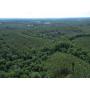Three Winston County Farms Totaling 320± Acres - Offered In Tracts