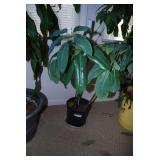 Potted Umbrella Plant Houseplant with Multiple Stems