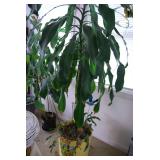 Large Potted Corn Plant in Decorated Yellow Planter