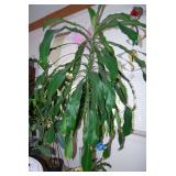 Large Potted Corn Plant in Decorated Yellow Planter