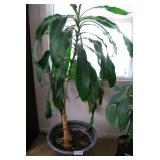 Large Potted Corn Plant Houseplant in Decorative Grey Pot