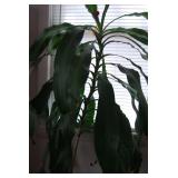 Large Potted Corn Plant Houseplant in Decorative Grey Pot