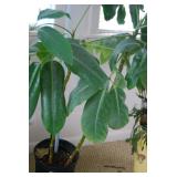 Potted Umbrella Plant Houseplant with Multiple Stems