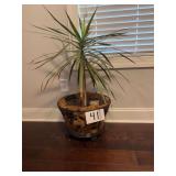 Potted Dragon Tree in Metal Planter with Rolling Caddy