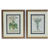 Pietro Andrea Mattioli Botanical Woodcut Prints