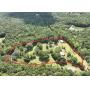 5+/- Acres Farmhouse and Land Auction 