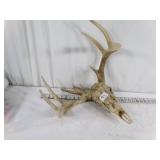Antlers #2