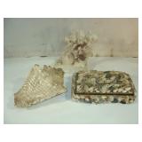 Coral, Sea Shell and related