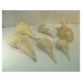 Six Larger Sea Shells