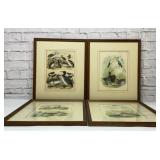 4 birds of North America framed art