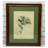 Hand colored lithograph of a hummingbird