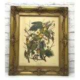Antique framed Carolina parrots