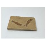 Extinct Knighta fish fossil, 4