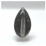 Sahara, sea collection foils Devonian Age