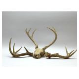 SKULL & ANTLERS 11